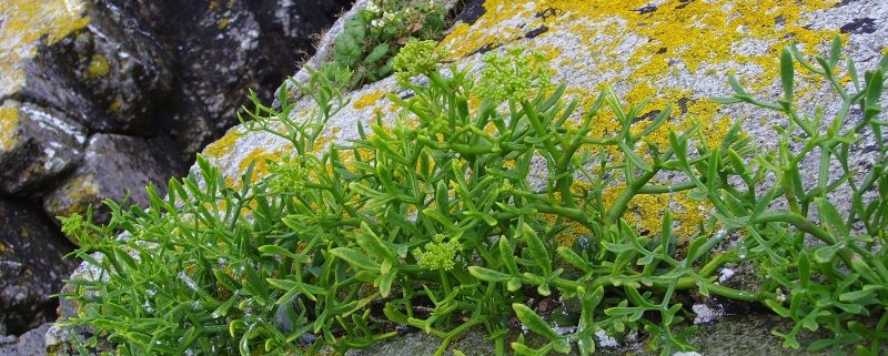 Perce-pierre or rock samphire