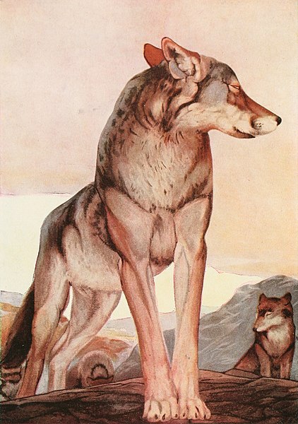 Akela the Lone Wolf, frontispiece of the Two Jungle Books, 1895